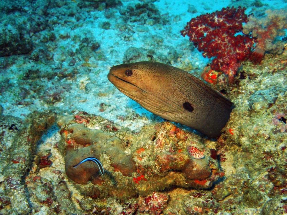 SIMILAN NOV 2008 .PHOTO LORAN (192).JPG