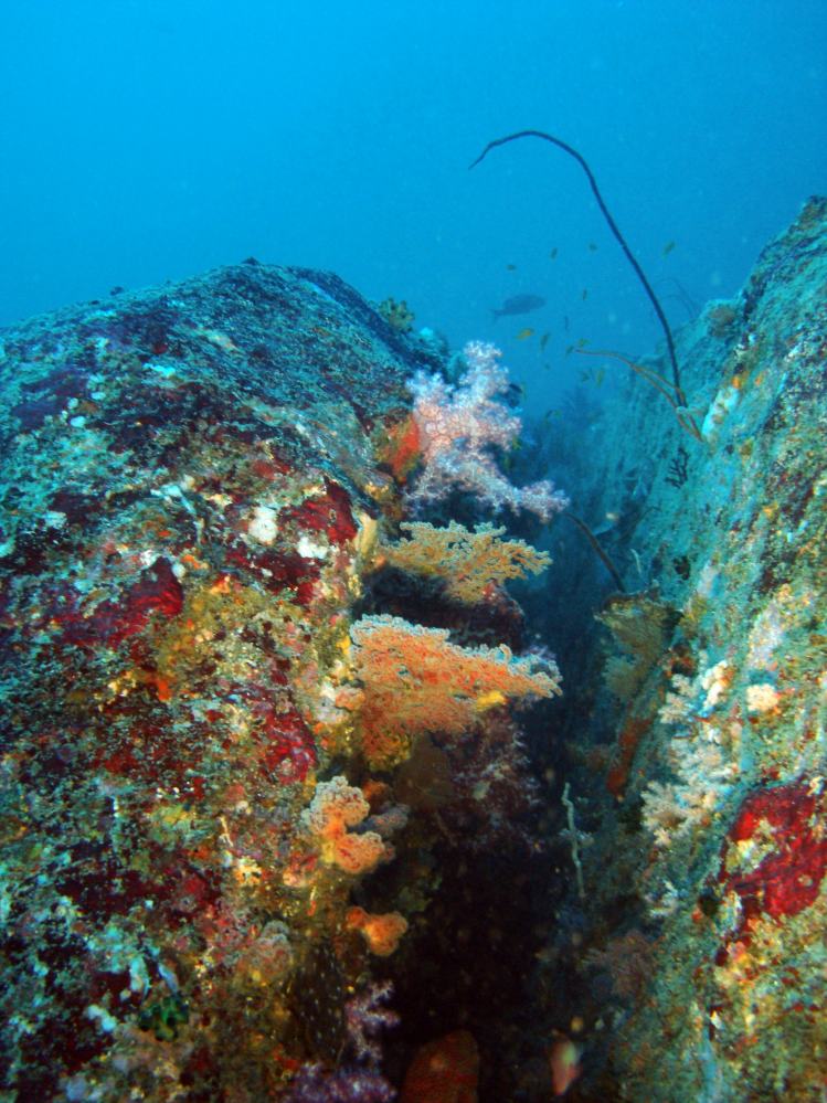 SIMILAN NOV 2008 .PHOTO LORAN (193).JPG