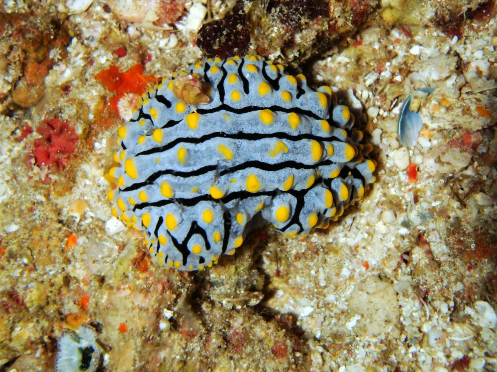 SIMILAN NOV 2008 .PHOTO LORAN (194).JPG