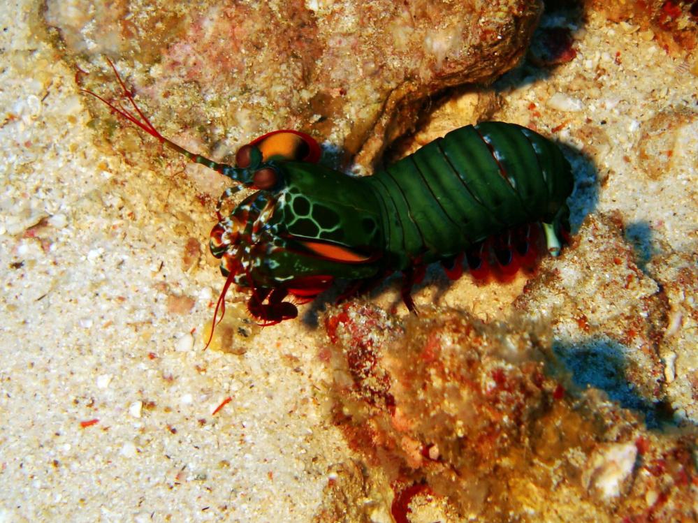 SIMILAN NOV 2008 .PHOTO LORAN (199).JPG
