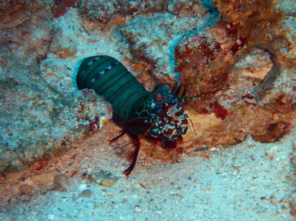 SIMILAN nov  2008 .PHOTO PHILIPPE (111).JPG
