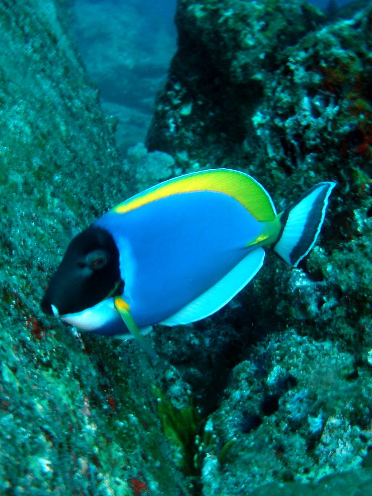 SIMILAN nov  2008 .PHOTO PHILIPPE (114).JPG