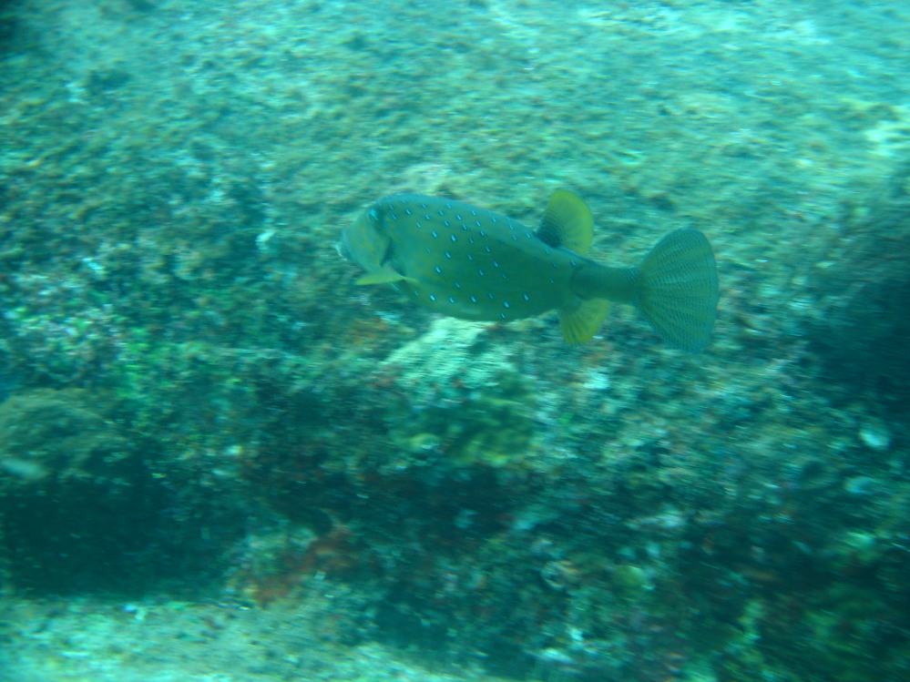 SIMILAN nov  2008 .PHOTO PHILIPPE (115).JPG