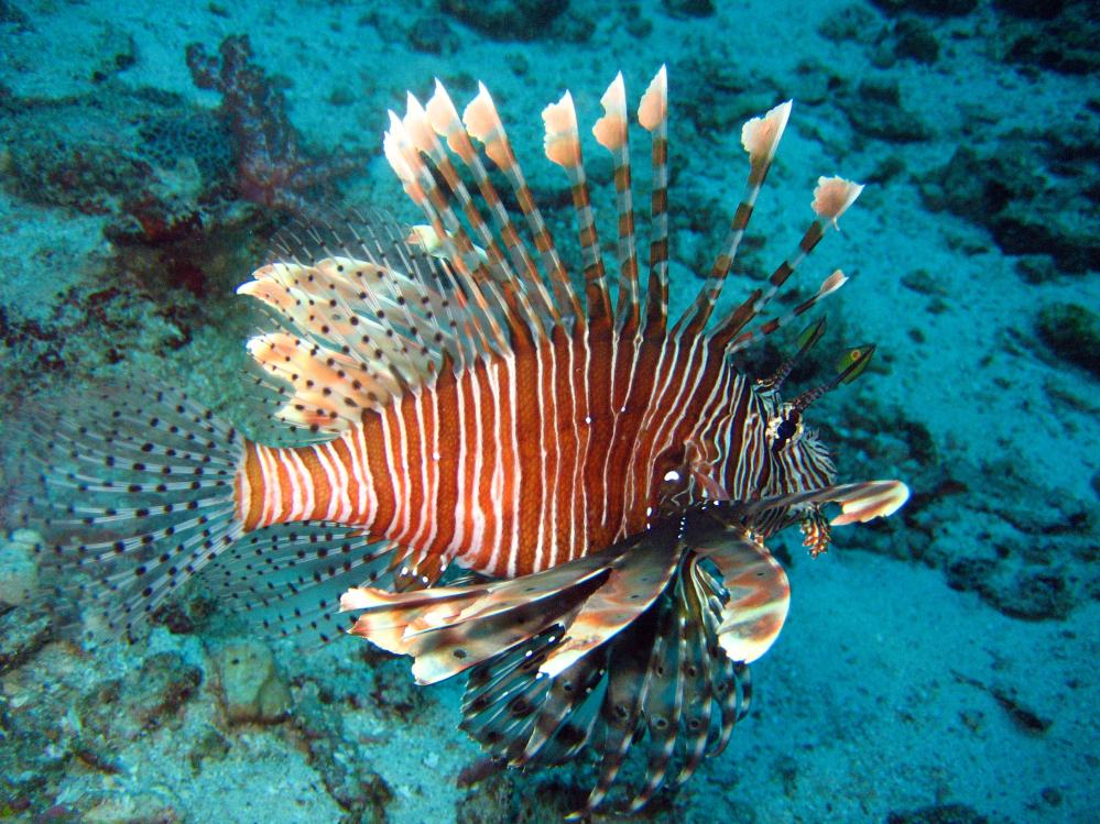 SIMILAN nov  2008 .PHOTO PUY (10).JPG