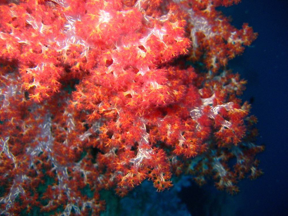 SIMILAN nov  2008 .PHOTO PUY (12).JPG