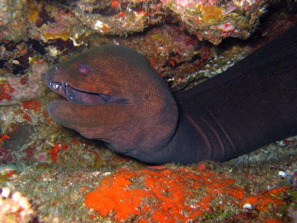 SIMILAN nov  2008 .PHOTO PUY (13).JPG