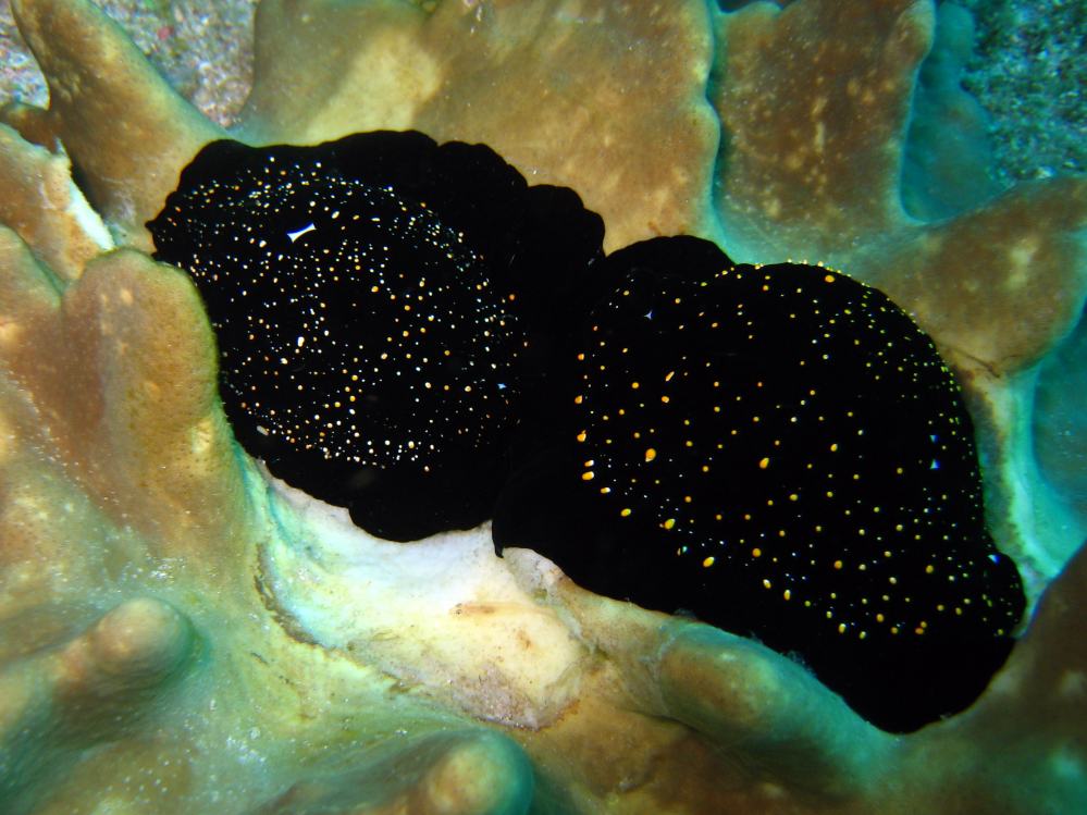 SIMILAN nov  2008 .PHOTO PUY (16).JPG