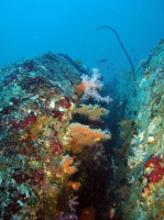 SIMILAN NOV 2008 .PHOTO LORAN (193).JPG