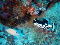 SIMILAN NOV 2008 .PHOTO LORAN (195).JPG