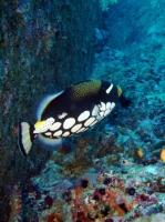 SIMILAN NOV 2008 .PHOTO LORAN (196).JPG