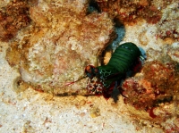 SIMILAN NOV 2008 .PHOTO LORAN (198).JPG