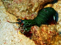 SIMILAN NOV 2008 .PHOTO LORAN (200).JPG