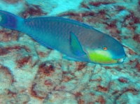 SIMILAN nov  2008 .PHOTO ARNOLD (54).JPG