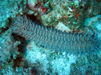 SIMILAN nov  2008 .PHOTO ARNOLD (55).JPG