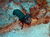 SIMILAN nov  2008 .PHOTO PHILIPPE (111).JPG