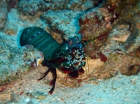 SIMILAN nov  2008 .PHOTO PHILIPPE (113).JPG