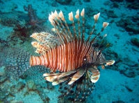 SIMILAN nov  2008 .PHOTO PUY (10).JPG