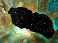 SIMILAN nov  2008 .PHOTO PUY (16).JPG