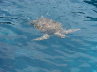 SIMILAN nov  2008 .PHOTO PHILIPPE (11).JPG