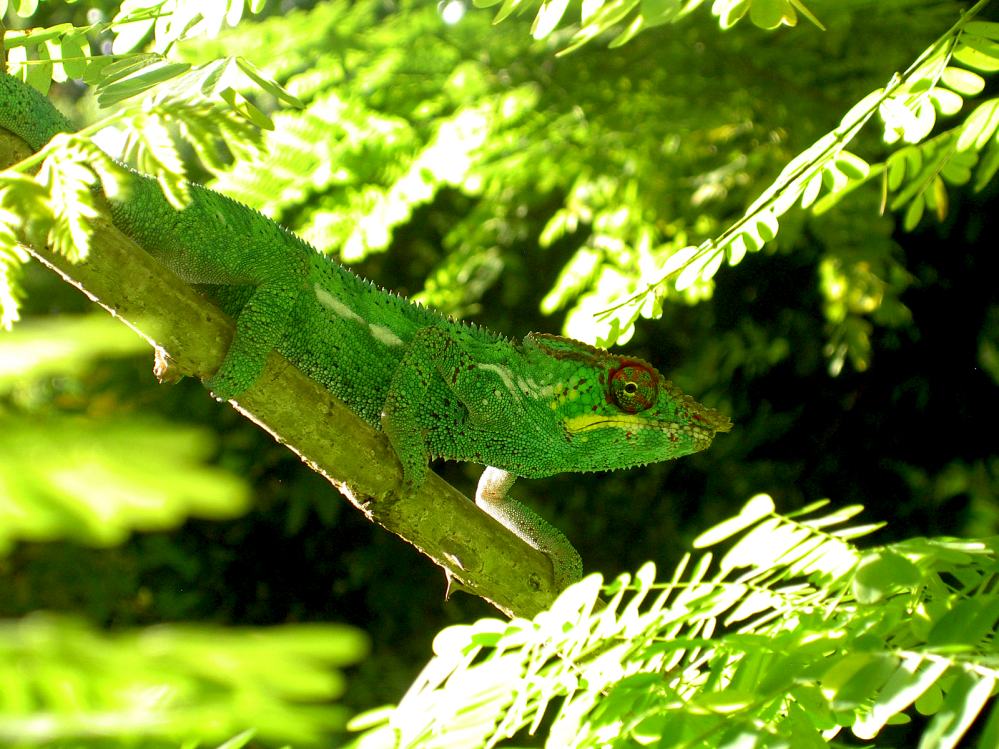 CAMELEON (1).JPG