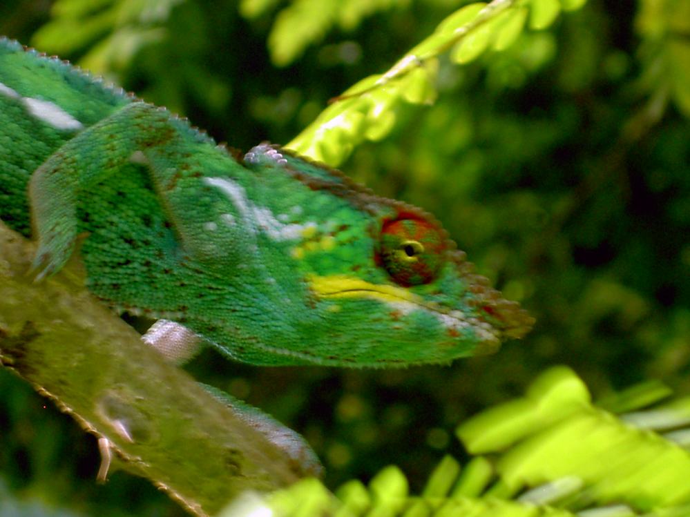 CAMELEON.JPG