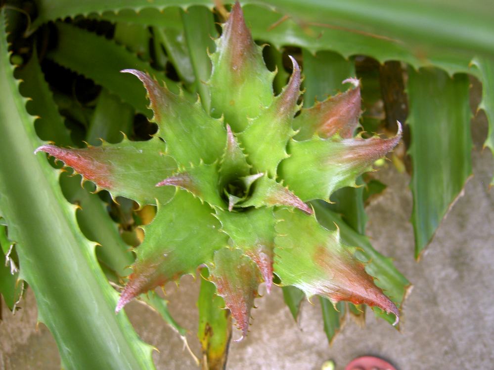 PICT8267.JPG