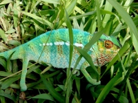 CAMELEON (2).JPG