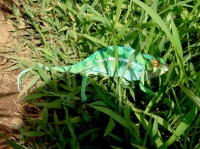 CAMELEON (3).JPG