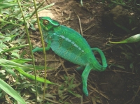 CAMELEON (5).JPG