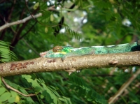 CAMELEON (7).JPG