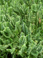 PICT8240.JPG