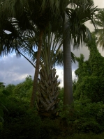 PICT8268.JPG