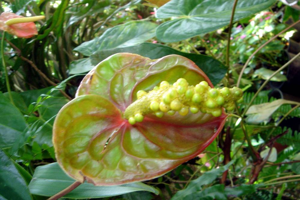 DSC01277 copie.jpg