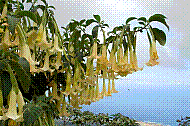 DSC01107 copie.jpg