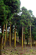 DSC01110 copie.jpg