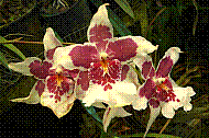 DSC01275 copie.jpg
