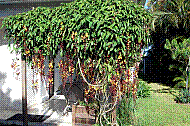 DSC01284 copie.jpg
