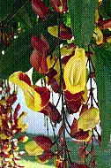 FLEUR.jpg