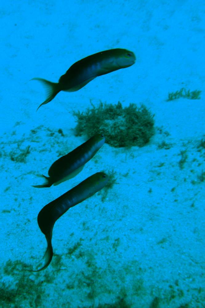 DSC01493 copie.jpg