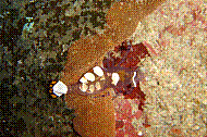 DSC01116 copie.jpg