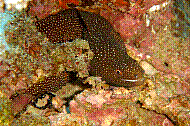 DSC01131 copie.jpg