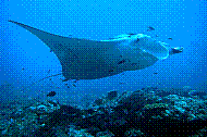DSC05914 copie.JPG DSC05914 copie.JPG