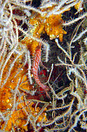 DSC06210 copie.JPG
