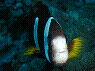 DSC06214 copie.jpg