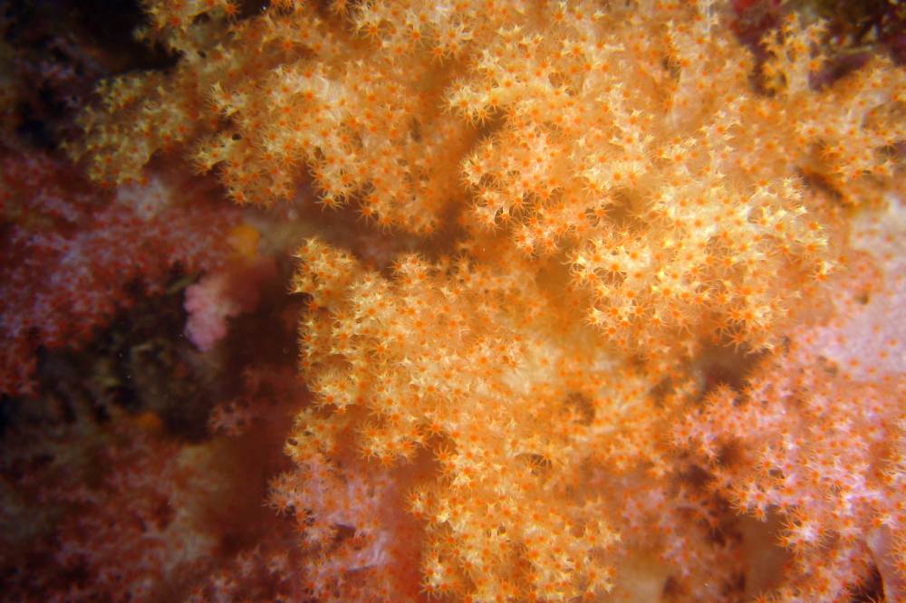 DSC06242 copie.JPG