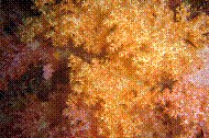 DSC06242 copie.JPG