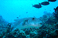 DSC06253 copie.JPG