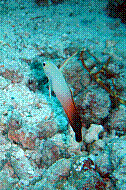 DSC06266 copie.JPG
