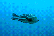 DSC06268 copie.jpg