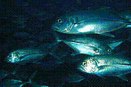 DSC06344 copie.JPG